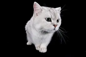 关于怀孕能不能养猫的那些事，亲身经历告诉你。图片