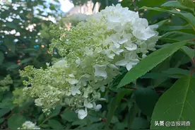 夏末秋初，来天桥岭赴一场“奶油冰淇淋”之约！图片