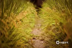 秋分望秋实！一图看全国秋收进程 遍地金黄皆是喜图片