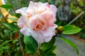 茶花天生有“六怕”，避开才能枝叶翠绿，不脱苞图片