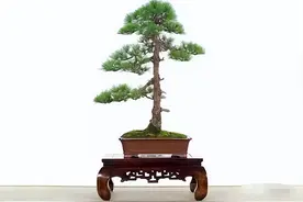 22种盆景的造型大全，你喜欢哪一种图片