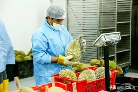 太戏谑！菲律宾空运榴莲试水北京,上海等地，遭吐槽,原因令人偷笑图片