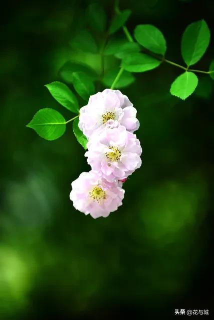 南昌蔷薇花爆火!满城花墙温柔缱绻,治愈整个暮春时光