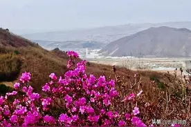 金达莱盛开的地方，延吉市小河龙村四月的美不容错过～图片