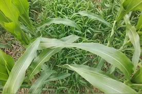 玉米行间定向除草技术：用好2个方案，后期反弹杂草、大草都能治图片