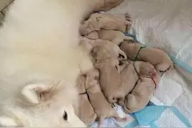 狗狗“最难带”的几个月，不注意会出事！图片