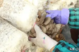 垣曲县皋落乡：平菇抢“鲜”上市 收获幸福“钱”景图片