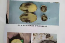内蒙古900多亩马铃薯遭遇问题种子，官方：涉及刑事犯罪！图片