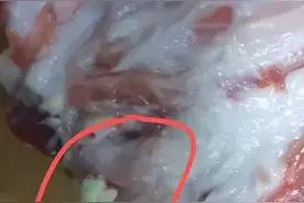 女子买的新鲜肉挤出白色物质：引发网友热议，背后真相是什么？图片