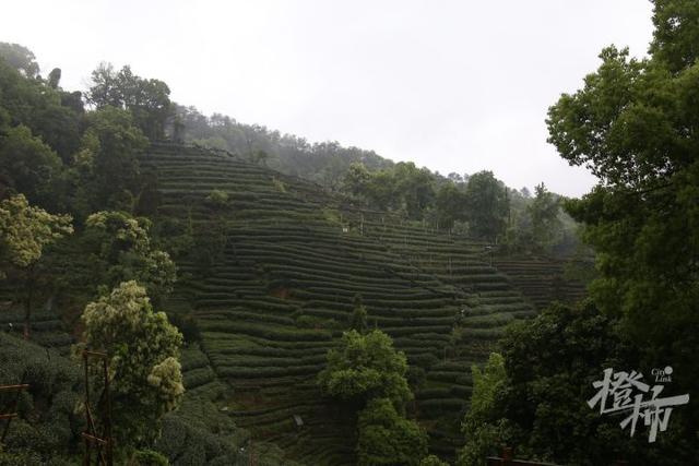 花胶煲干菜 2026年花胶菜干汤功效与禁忌