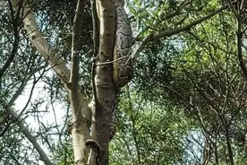 广东公园“巨蟒缠树”！蛇不止一条比树还粗，蛇为何缠绕在树上？图片