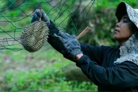 新鲜马来猫山王榴莲首次正式“入华”，朴朴等渠道即将开售图片