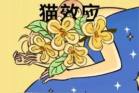征服女人最好的办法，弃猫效应图片