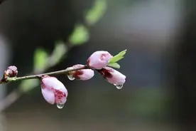 春天一定要吃这个“洗痰草”，清一身痰湿残毒，升阳气、利肠胃图片
