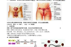 学霸必备！七年级下册生物185个核心考点笔记，打印背熟快速提分图片