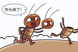 灭蟑不可太心急，家中放些“它”，来多少灭多少，蟑螂不见了图片