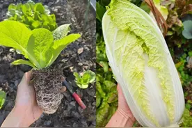 “甲醛大户”被揪出，4种蔬菜含甲醛，有毒还致癌？告诉你真相图片