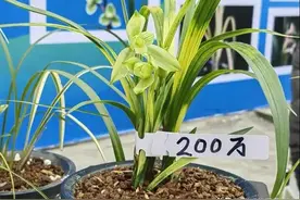 一苗兰花200万？狂飙的艺草图片