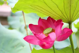 【东方24节气·中伏】伏气满满，安然度夏图片