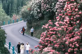 百里杜鹃花开，浪漫花海等君来图片