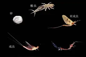 寒燃科普丨都是昆虫幼体，幼虫、若虫和稚虫有什么区别？图片