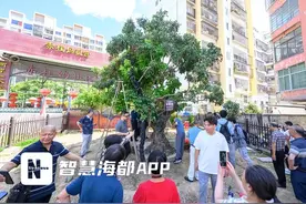 莆田千年古荔“宋家香”，硕果挂枝头图片