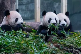 下周一起，熊猫谷实行退票新规图片