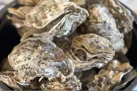5-8元/斤！日照这种海鲜，即将大量上市！越冷越肥！图片