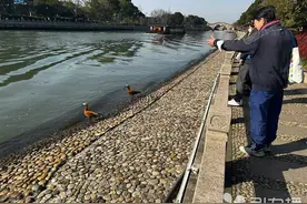 身旁的小确幸！赤麻鸭现身苏州环古城河健身步道图片