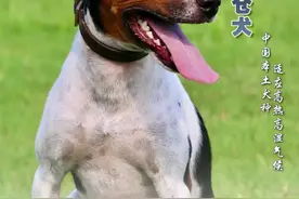 太仓犬出名了！成为中国十大警犬犬种之一图片