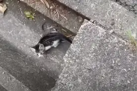 女子在水沟捡到一只小奶猫，两年后大变样！图片