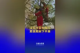 没写作业怕挨打男孩爬树下不来 网友：作业没少一点挨打多了一顿图片