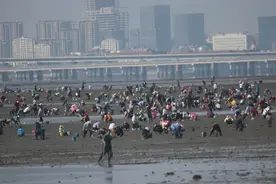 国庆假日，青岛这处海滩火了！蛤蜊一挖一麻袋，根本挖不完图片