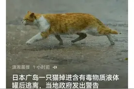 自作孽不可活，日本广岛全城急寻剧毒猫，全身沾满一级致癌物。图片
