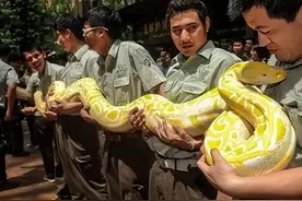 蟒蛇竟能用来抓鱼养家？越南蟒蛇为什么会心甘情愿给人“打工”？图片