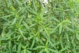 替大家试过了！这东西真能治皮肤瘙痒图片