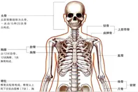 西昊：人体工学椅怎么选？（一）图片