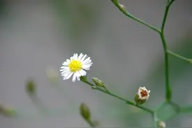 药食两用的钻叶紫菀，可是吃烧烤，火锅的“好搭子”。图片