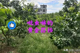 吡虫啉的最佳搭配，能防治作物大部份的害虫图片
