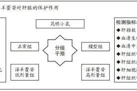 淫羊藿苷对四氯化碳诱导小鼠急性肝损伤的保护作用机制图片