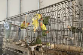 商丘市睢阳区：“小鹦鹉”飞出产业兴旺的“大文章”，助力乡村振兴展翅飞图片