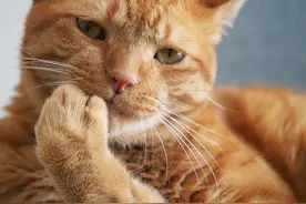 你家猫到底在说啥？来听听它怎么“喵”的！图片