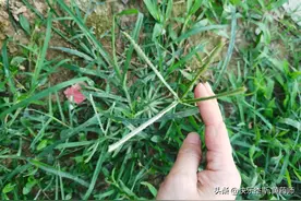 牛筋草，十大恶草之一，却被人称为祛湿草，用于治疗风湿骨痛图片