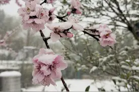 “3月底，还能看到鹅毛大雪！”杭州多地又下雪，回暖有消息了图片