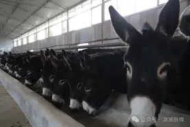 潞城区 山西康牧源牧业有限公司：肉驴养殖“钱”景阔图片