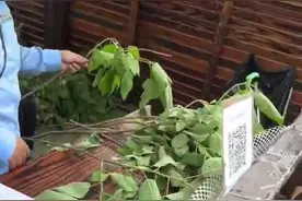 动物园投喂动物4支小树枝100元？网友热议，园区回应图片