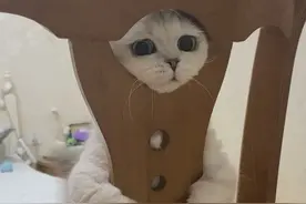 猫咪智商有分“6个等级”，智商最低却抢着养，你家猫智商在第几图片