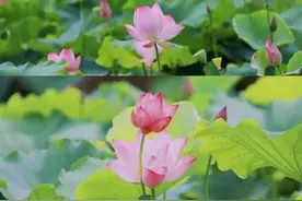 地铁公交直达！广州万朵粉色花海大爆发图片