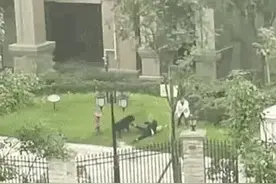 又现遛狗不拴绳，为何屡禁不止？狗主人还没出现，在怕什么？图片
