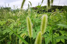 狗尾巴草是个宝？用来煮水喝，或许能帮助解决这4个问题图片